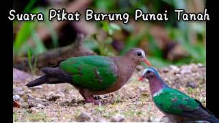 Suara Pikat/pemanggil burung punai tanah