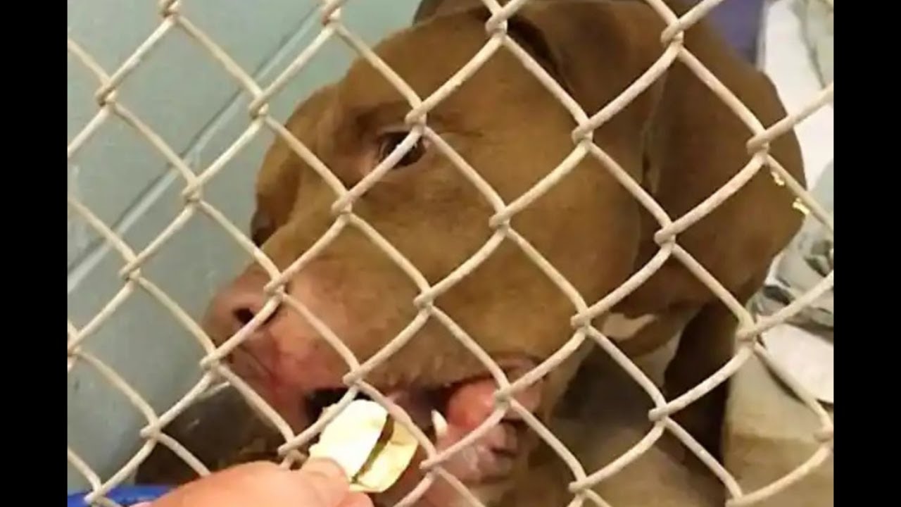 Dog Left At Vet's Office With Heartbreaking Note - YouTube