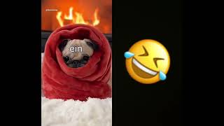 #2homiedawgs #funny Mittagsschlaf Anleitung einschläft ￼