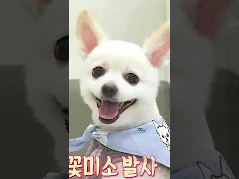 <strong>Dog</strong> owners: Taking pictures <strong>all</strong> <strong>the</strong> time 📸 #boss_pet | KBS WORLD TV