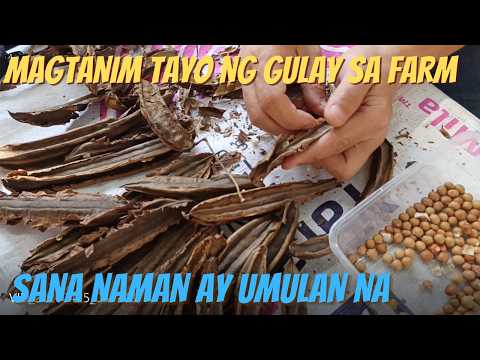 PAGTATANIM NG TALONG AT IBA PANG GULAY DITO SA FARM