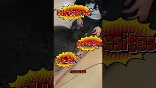 Why You Should Never Pet A Wild Racoon shorts wildlife raccoon