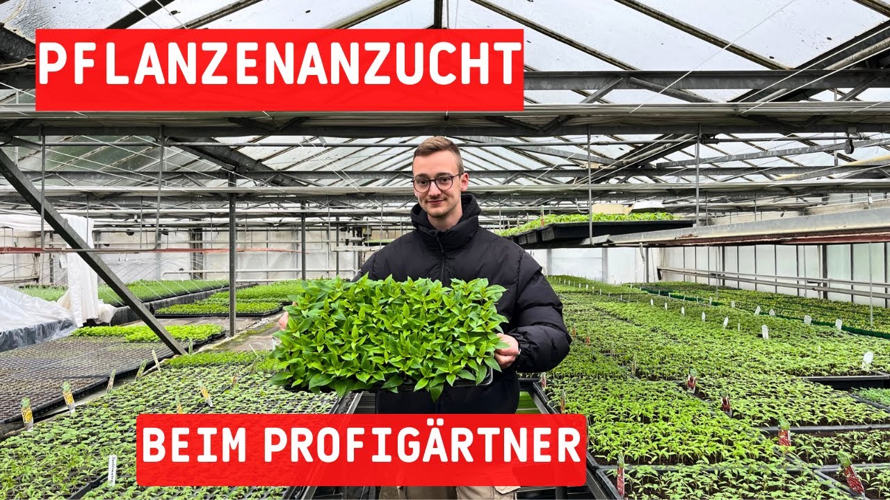 Pflanzenanzucht beim Profi Gärtner nützliche Aussaattipps vom Profi 🧑