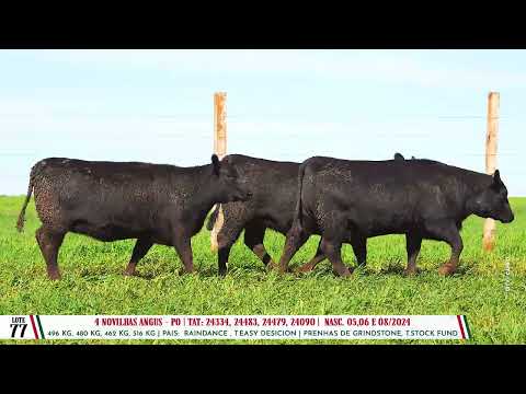Lote 77 Trio Angus - Dia 14/08 Leilão Cab. Soldera - Parceria Leilões- Trans. TV El Campo