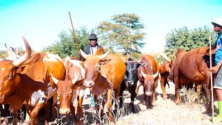 JIGANZA DIYU - ISWAGA KWA LUNEBHULA_ VIDEO_4K_Director Tizoh 