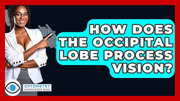 How Does The Occipital Lobe Process Vision? - Optometry Knowledge Base