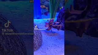 Flamboyant Cuttlefish Walking