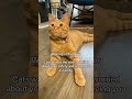 #cat mom #cat #catshorts #cats #catsofusa #catlovers #catlove #cathealth #catparent #cathealthtips