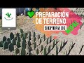 💚MEJOR Abono para la SIEMBRA de NOPAL 2021 | Apréndelo aquí 👇