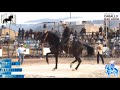 MOLINERO, FERNANDO PEÑA, CORTIJO SAN MARTIN CABALLERO (Iberos) VALLE DE JUAREZ 2019