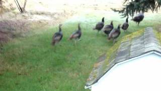 Wild Turkeys running in our yard.wmv