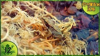 Frog Watch 2018 - Well Fed Frogs [12]