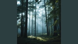 Hutan Dan Malam Angin