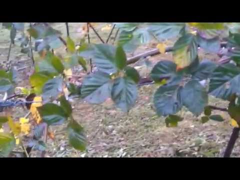 Video: Brombeeren Trocknen Mit Beeren: Was Tun, Wenn Blätter, Zweige Und Früchte Am Strauch Trocknen? Aus Welchen Gründen Ist Die Gartenbrombeere Während Der Reifezeit Ausgetrocknet?