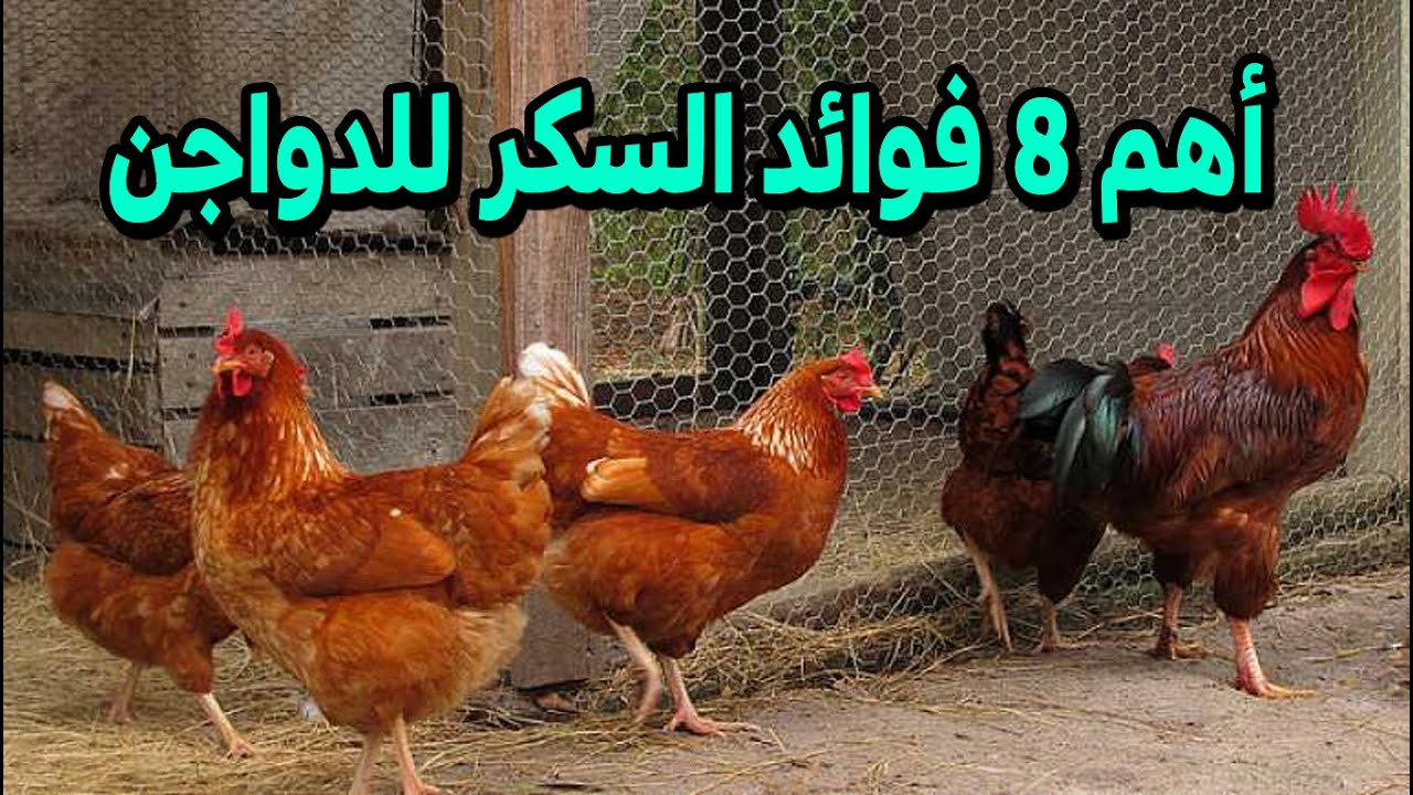 فوائد السكر للدجاج البياض والكمية الصحيحة والمناسبة لزيادة الانتاج و القيمة الغذائية #طيور_فوق_السطح