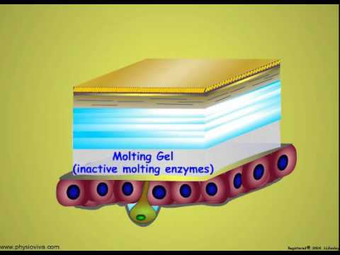 Vídeo: Por que os insetos sofrem Ecdysis?