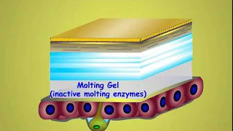 What animals undergo moulting?