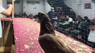 Mezati Bayrampaşa Arena İyi̇ Seyi̇rler