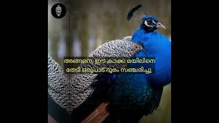 സ്വന്തം കുറവിൽ ദുഖിക്കാറുണ്ടോ🙂| 1 Minute Inspiration🔥 | #shorts, #malayalam, #motivation, #story