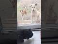 Кіт Циган лизькає молоко | Пси заздрять