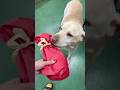 リオ君にプレゼント🎁 I gave a present to Lio🐶❤️✨#保護犬 #dogrescue #ラブラドールレトリバー #labrador #labradorretriever