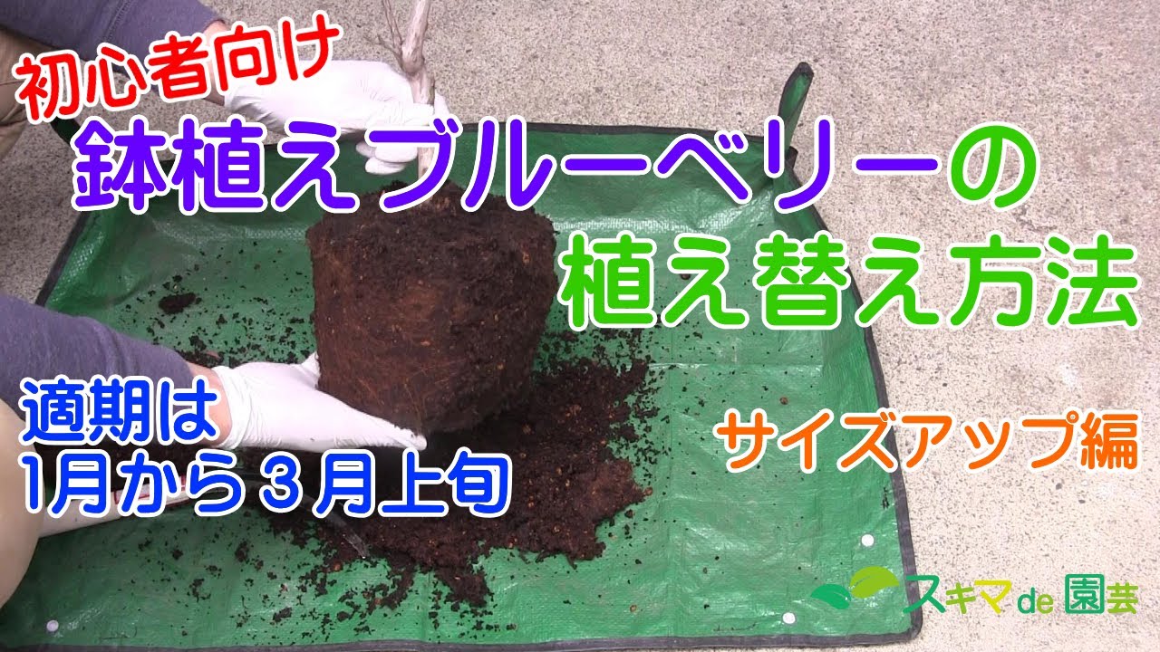 果樹 ブルーベリーの植え替え 鉢増 方法 スキマde園芸 Youtube