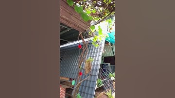 Chỉ 1 tỷ 350 sở hữu mảnh nhà vườn mini siêu đáng yêu ,mát mẻ ở bà rịa vũng tàu#shorts