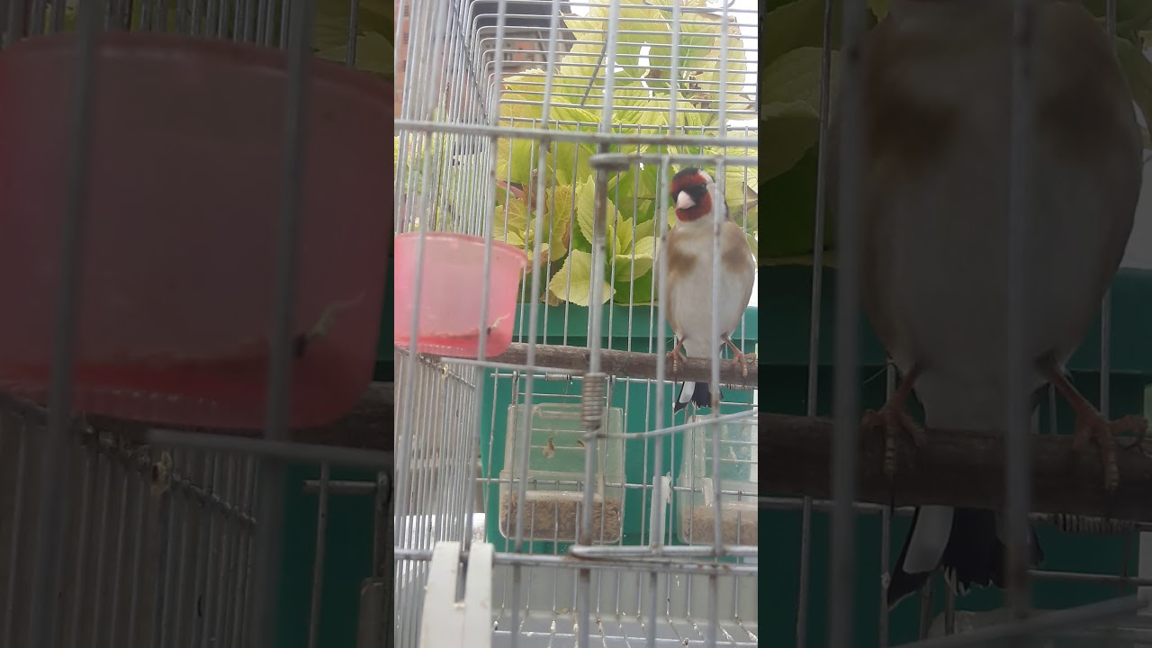 مقنين خلوي غابة مشاء الله طلب 6 مليان لي مهتام يتصال ولي مشي مهتم مكلاه يتصال شكرا 0540401661