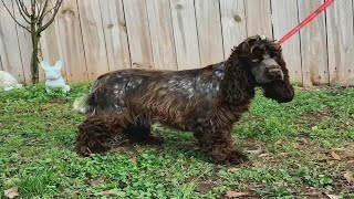 Dogs rescued from Upstate puppy mills available for adoption