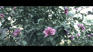 Hammock- Tape Recorder (departure films)