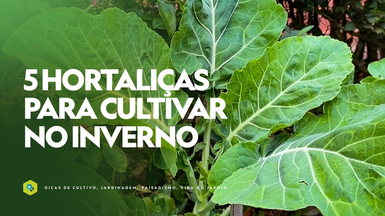 5 HORTALIÇAS para cultivar no INVERNO