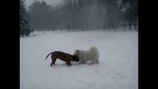 Aissa the samoyed, so funny in the snow