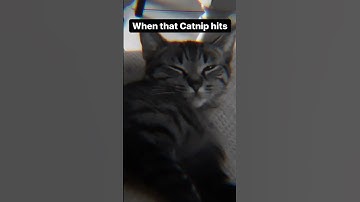First Time trying Catnip #shorts #catnip #cat #funny