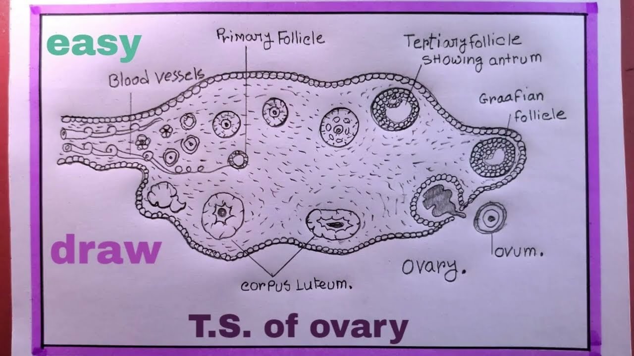 Drawing Human Reproductive Organs From Memory 