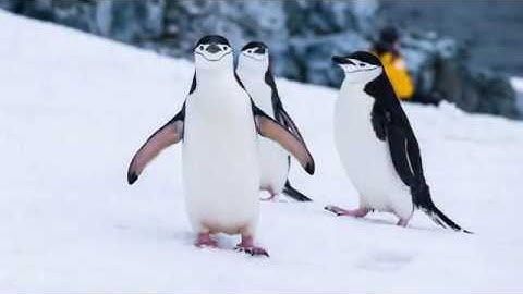 How to Remove Unwanted Objects | PhotoDirector Photo Editor App Tutorial