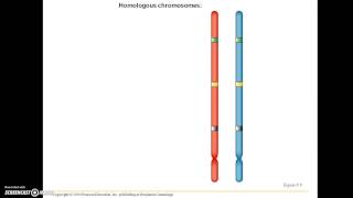 BIO 112 Chapter 9 Part 1: patterns of inheritance