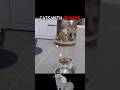 #phonk #cats #cat #catshorts #catsofyoutube #cute #cutecat #edit