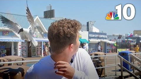 Bold Seagull Attacks at Jersey Shore Prompt Warnings from Police | NBC10 Philadelphia