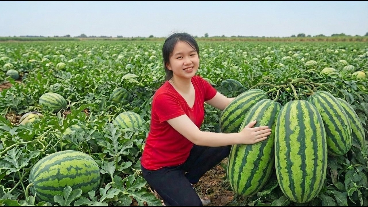 Harvesting Massive Watermelons & Selling Tropical Fruits at the Local Market