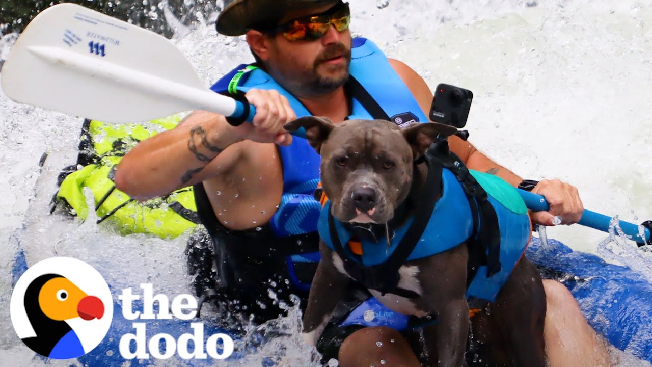 This Dog Is The Definition Of A Velcro Pittie | The Dodo