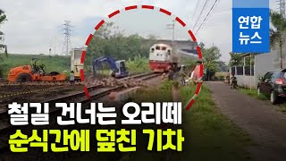 퍼덕퍼덕 날갯짓도 역부족…달려오는 기차에 오리떼 몰사  / 연합뉴스 (Yonhapnews) screenshot 2