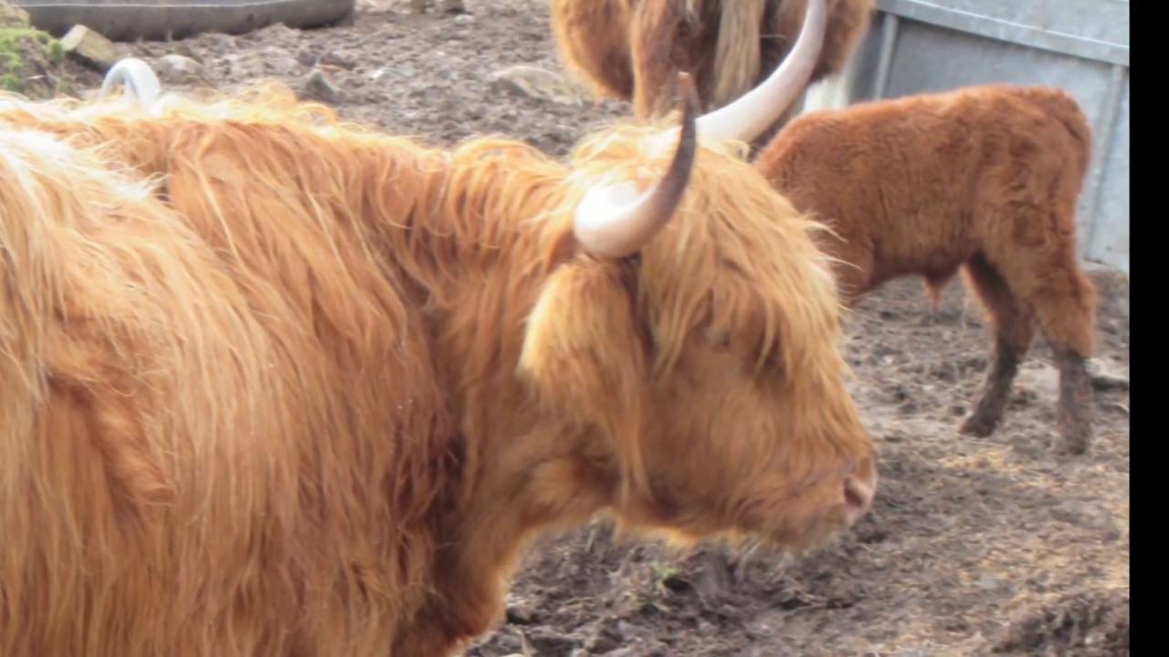 Scotland Video - YouTube