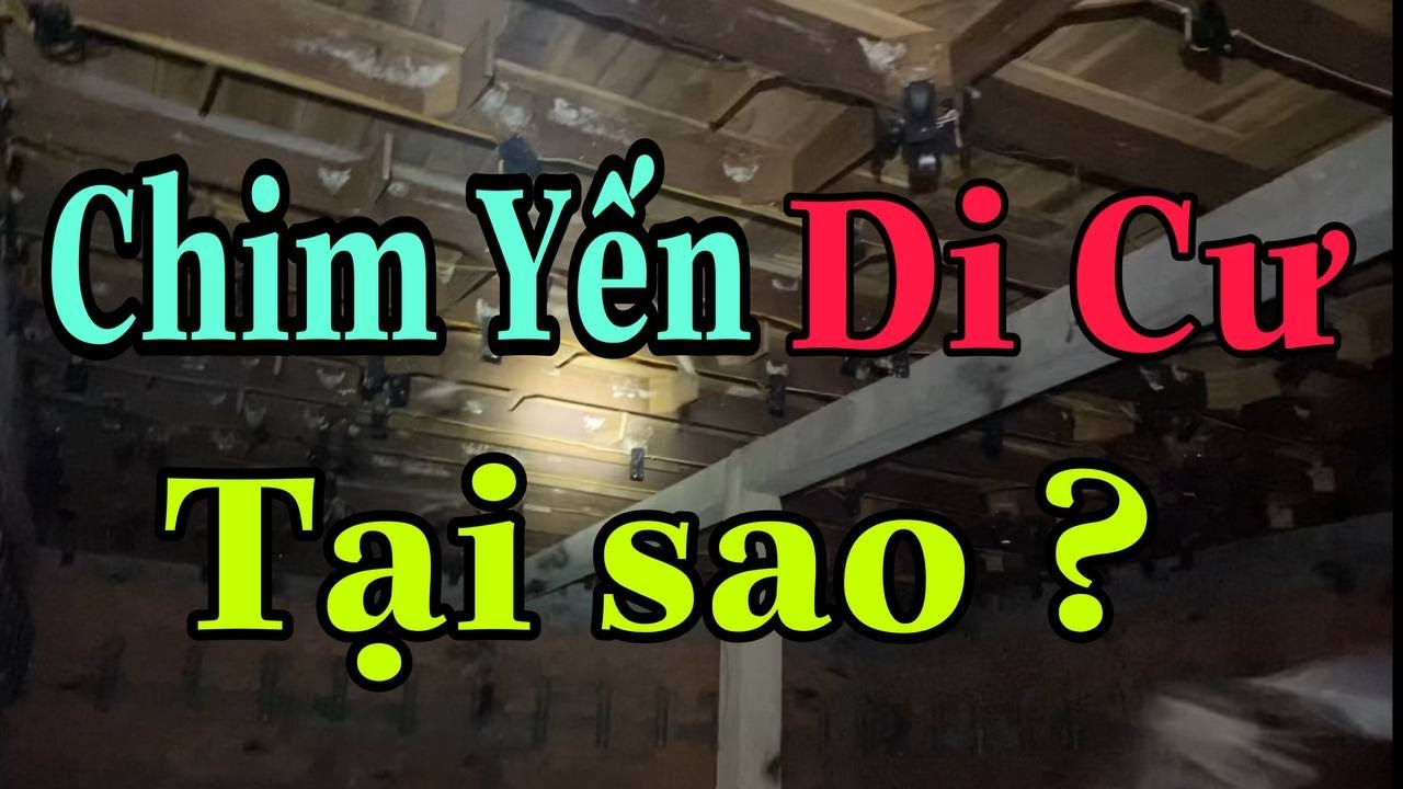 Cách Dụ Chim Yến Di Cư,  Miền Bắc Có Nuôi Yến Được Không?