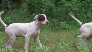 Quail Dog Training