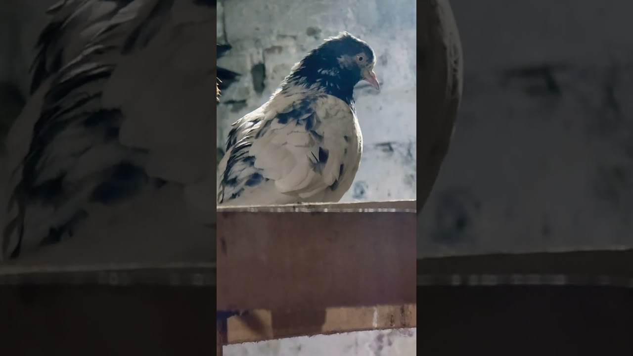 #pigeon