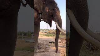 มะม่วงอร่อยๆกับมหาเฮงจ้า #มาแรง #ช้างแสนรู้ #Elephant