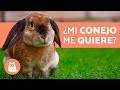 ¿Cómo saber si mi conejo ME QUIERE? 🧡 5 SEÑALES