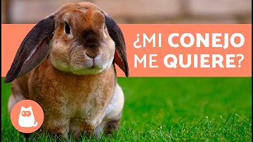 ¿Les gusta mucho a los conejitos que les cojan en brazos?