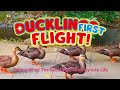 Duckling Growth Diary | From Hatching to First Flighttes「カルガモ親子の成長日記」