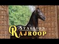Marwari Horse STALLION RAJROOP/SIRE RAJHANS/MANN HORSE PHOTOGRAPHY